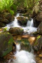 Tree small waterfalls