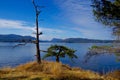 A tree and a snag on a golden grass covered bluff overlooking Salt Spring Island