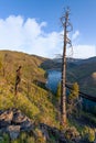 Tree snag in the morning light at the South Fork of the Boise River Royalty Free Stock Photo