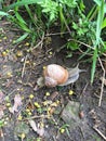 Tree snail in the garden crawling along the ground to the green thickets Royalty Free Stock Photo