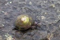 Tree snail on rocks in Puerto Rico