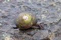 Tree snail on rocks in Puerto Rico