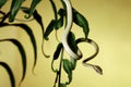 Tree snake in green jungle Royalty Free Stock Photo