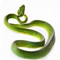 The Tree Snake, isolated on a white background Royalty Free Stock Photo