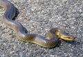 Tree snake Royalty Free Stock Photo