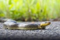 Tree snake Royalty Free Stock Photo