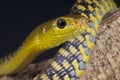 Tree snake / Thrasops jacksonii Royalty Free Stock Photo