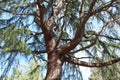 Tree with snaking limbs in Winter sun.