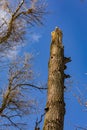 A tree snapped like a match during a strong storm Royalty Free Stock Photo