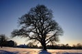 Tree in the snow