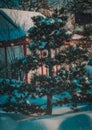 Tree with snow on the background of the house Royalty Free Stock Photo