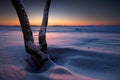 Tree in snow on the beach Royalty Free Stock Photo