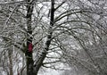 Tree with snow and bird house