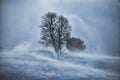 Tree in snow blizzard Royalty Free Stock Photo