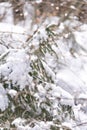 Tree in the snow.