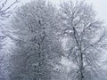 Tree snow covered on meadow Royalty Free Stock Photo