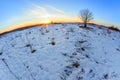 tree in a snow field at sunset in winter Royalty Free Stock Photo