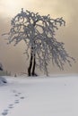 Tree in snow fog mountain