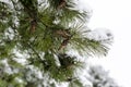 Tree in snow Royalty Free Stock Photo