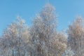 A tree with snow on it is in front of a blue sky Royalty Free Stock Photo