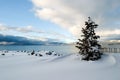 Tree Snow Lake Tahoe Royalty Free Stock Photo