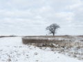 Tree in the Snow: Landscape view of a single, bare tree on the prairie on a cold winter day after recent snow fall Royalty Free Stock Photo