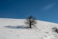 A tree in the snow with a long shadow and blue sky