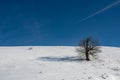 A tree in the snow with a long shadow and blue sky