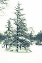 Tree and snow in the park in light vintage style Royalty Free Stock Photo