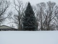 A tree in the snow