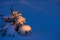 Small solitary spruce tree in snow