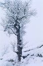 Tree with snow at Solang, Manali, Himachal Pradesh, India Royalty Free Stock Photo