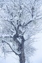 Tree with snow at Solang, Manali, Himachal Pradesh, India Royalty Free Stock Photo