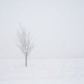 Tree in a Snow Storm Royalty Free Stock Photo