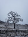 Tree in the snow in winter