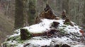 Tree with snow in winter, Fussen, Germany