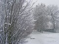 Tree in snow winter landscape Royalty Free Stock Photo