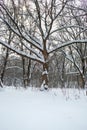 Tree in snow in winter park. Frozen forest background. Tree branches covered with snow against pink evening sky. Winter landscape. Royalty Free Stock Photo