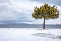 tree in snowy beach with lake