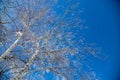 A tree with snowy branches against a blue sky Royalty Free Stock Photo