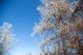 A tree with snowy branches against a blue sky Royalty Free Stock Photo