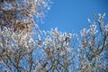 A tree with snowy branches against a blue sky Royalty Free Stock Photo