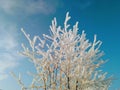 Tree snowy branches in winter cold weather. Royalty Free Stock Photo