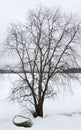 Tree in snowy countryside