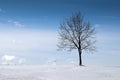 Tree in snowy field
