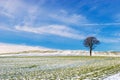 Tree on Snowy Field