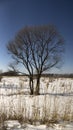 Tree in a snowy field Royalty Free Stock Photo