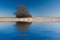 Tree on Snowy Field Reflected