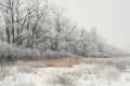 Tree in snowy field