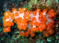 Tree Soft Coral